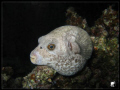   Puffer  